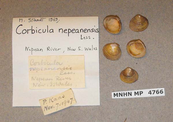 image of lot MNHN_MP_4766 image of lot MNHN_MP_4766