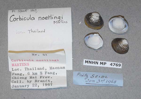 image of lot MNHN_MP_4769