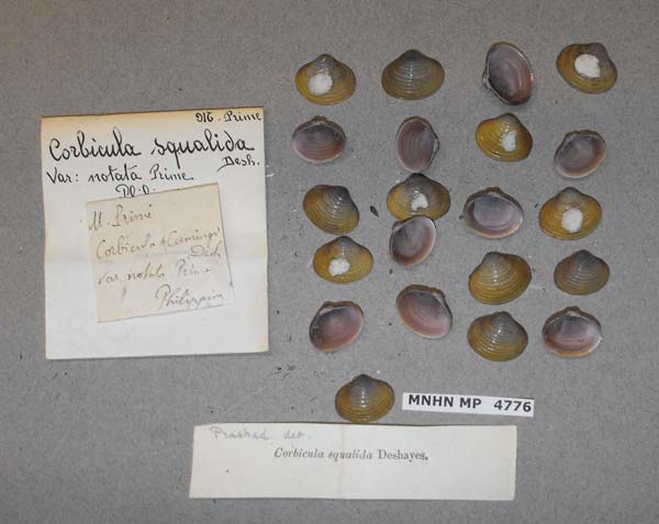 image of lot MNHN_MP_4776 image of lot MNHN_MP_4776
