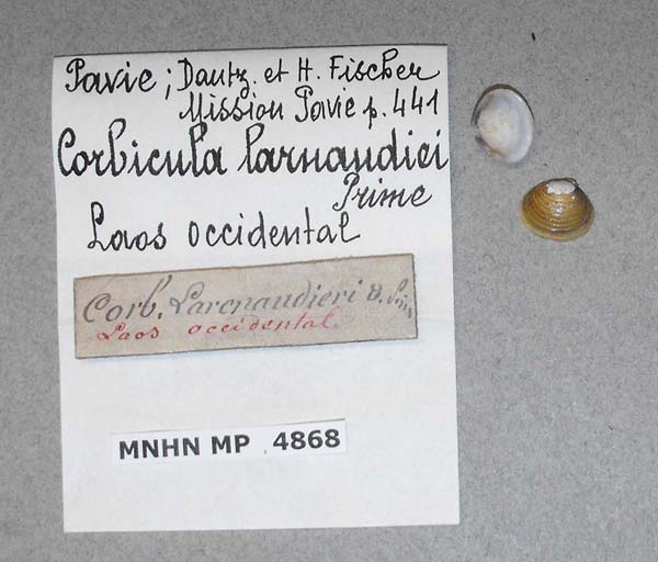 image of lot MNHN_MP_4868