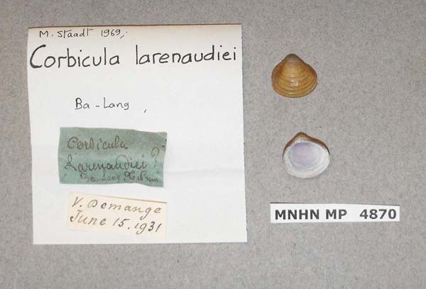 image of lot MNHN_MP_4870