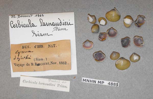 image of lot MNHN_MP_4885