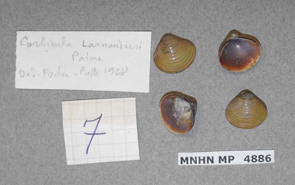 image of lot MNHN_MP_4886