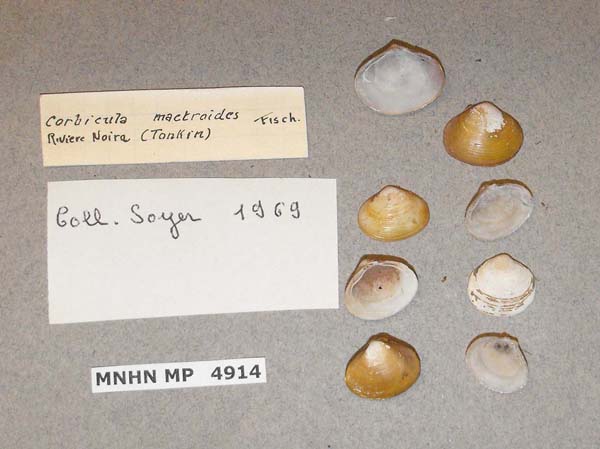 image of lot MNHN_MP_4914