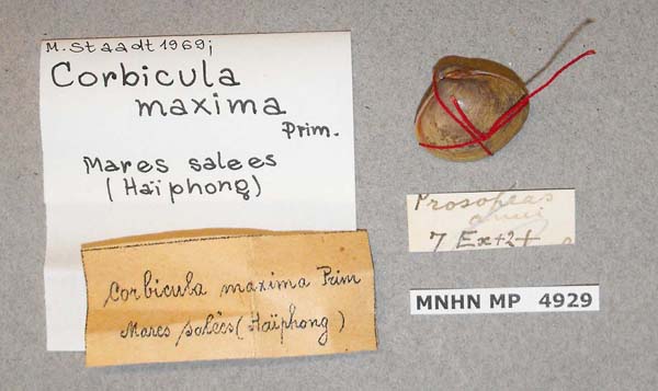 image of lot MNHN_MP_4929 image of lot MNHN_MP_4929