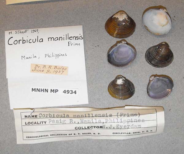 image of lot MNHN_MP_4934 image of lot MNHN_MP_4934