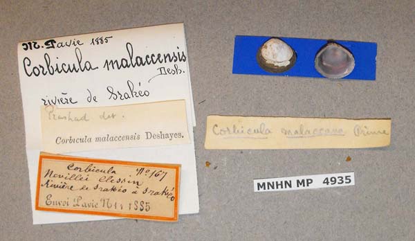 image of lot MNHN_MP_4935