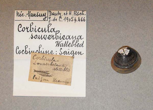 image of lot MNHN_MP_PARIS5