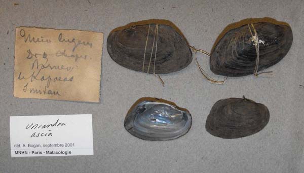 image of lot MNHN_MP_PARIS6