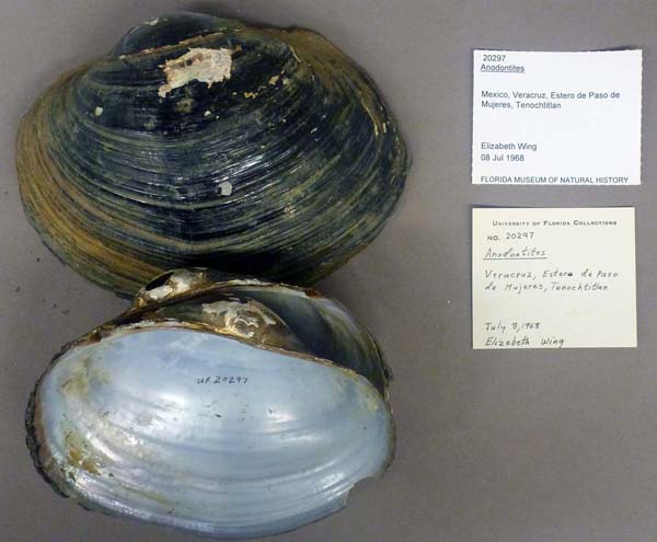 image of lot UF_20297