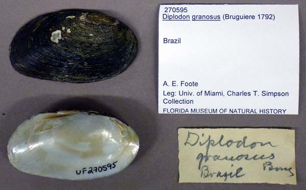 image of lot UF_270595