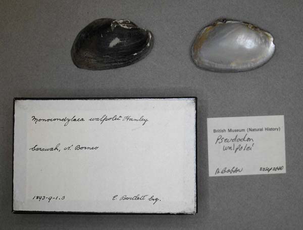 image of lot BMNH_1893-9-1-3