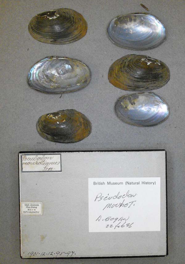 image of lot BMNH_1901-12-12-95-99