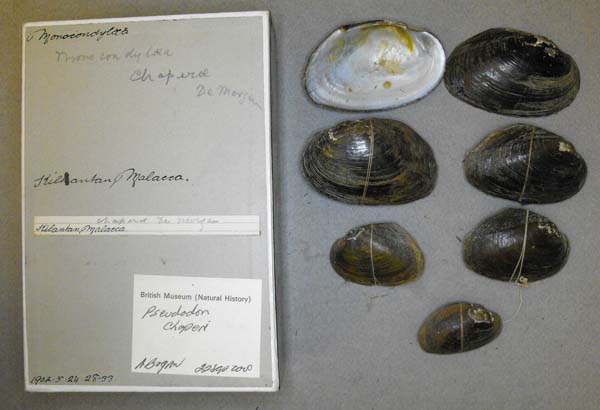 image of lot BMNH_1902-5-24-28-33