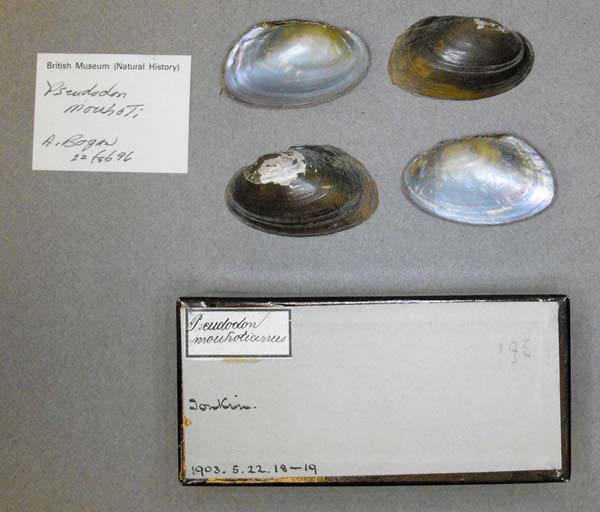 image of lot BMNH_1903-5-22-18-19