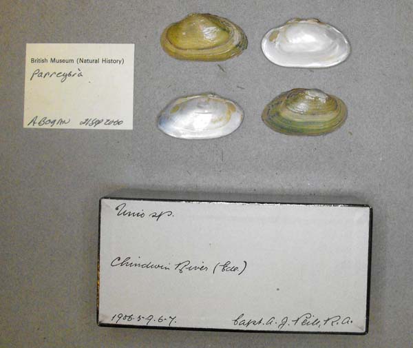 image of lot BMNH_1906-5-9-6-7