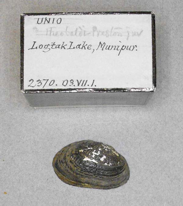 image of lot BMNH_2370-03-7-1