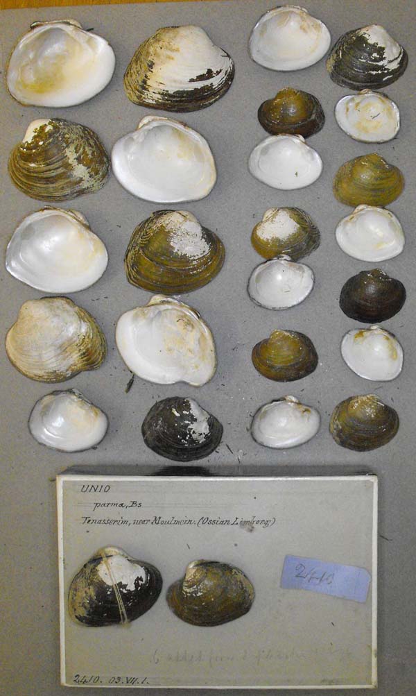 image of lot BMNH_2410-03-7-1