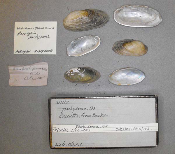 image of lot BMNH_426-06-1-1