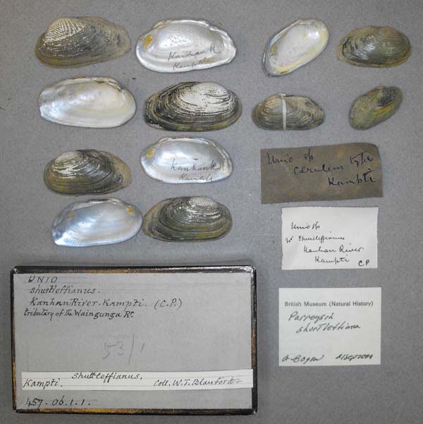 image of lot BMNH_457-06-1-1