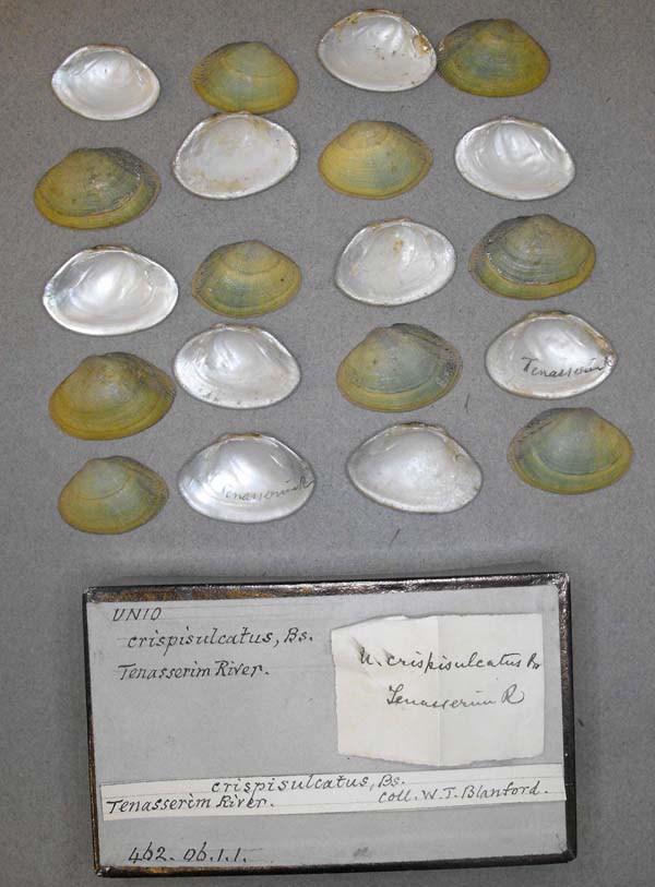 image of lot BMNH_462-06-1-1