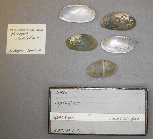 image of lot BMNH_487-06-1-1