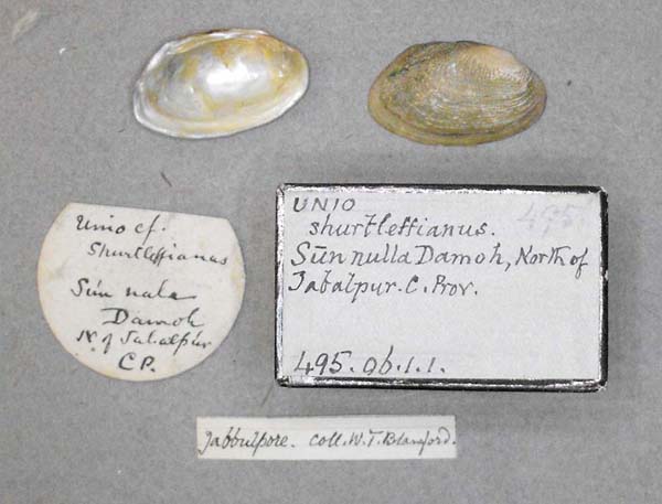 image of lot BMNH_495-06-1-1