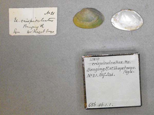 image of lot BMNH_556-06-1-1