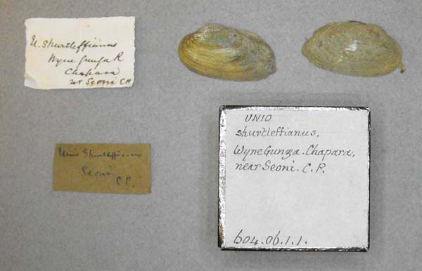 image of lot BMNH_604-06-1-1