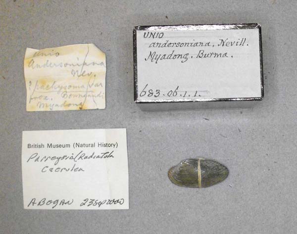 image of lot BMNH_683-06-1-1