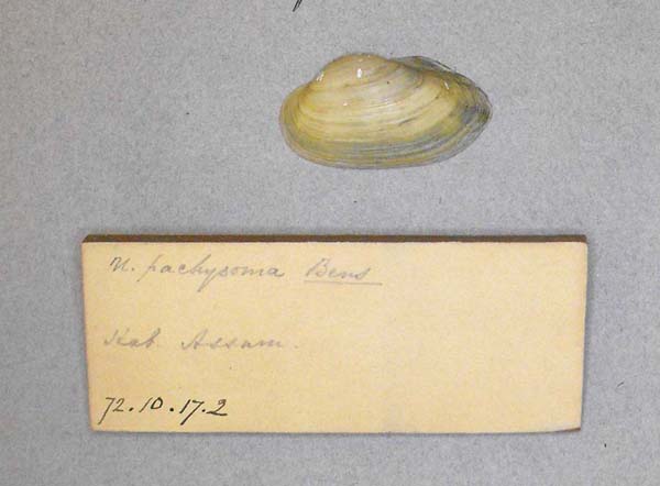 image of lot BMNH_72-10-17-2