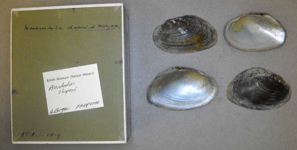 image of lot BMNH_85-8-5-28-29