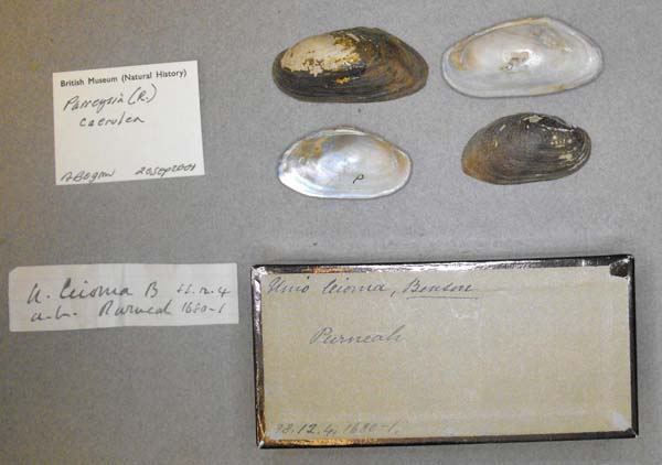 image of lot BMNH_88-12-4-1680-1681