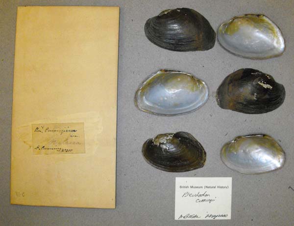 image of lot BMNH_MP_D003