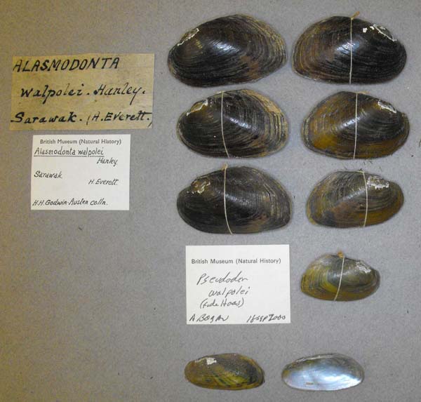 image of lot BMNH_MP_D022