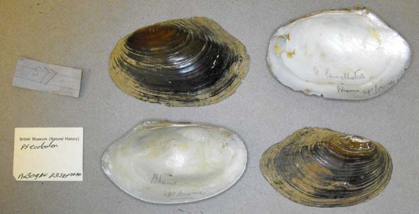 image of lot BMNH_MP_D031