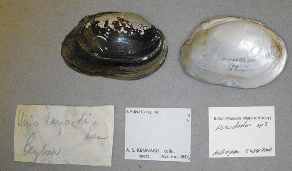 image of lot BMNH_MP_D032