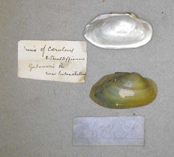 image of lot BMNH_MP_D051