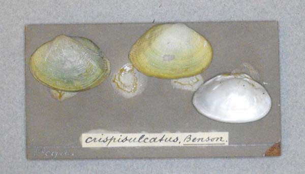 image of lot BMNH_MP_D056