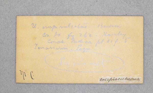 image of lot BMNH_MP_D056