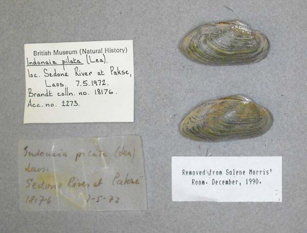 image of lot BMNH_MP_D070