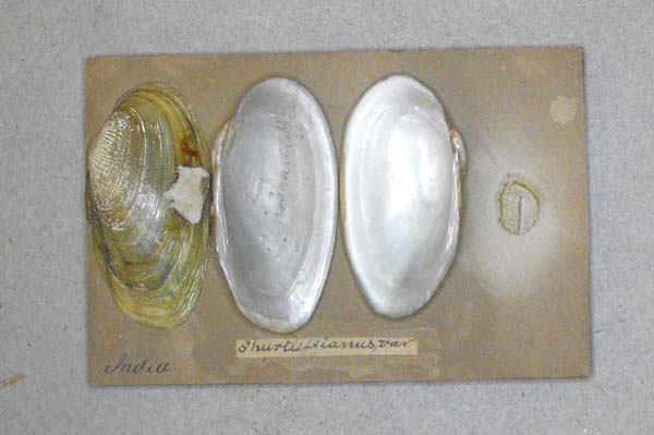 image of lot BMNH_MP_D083