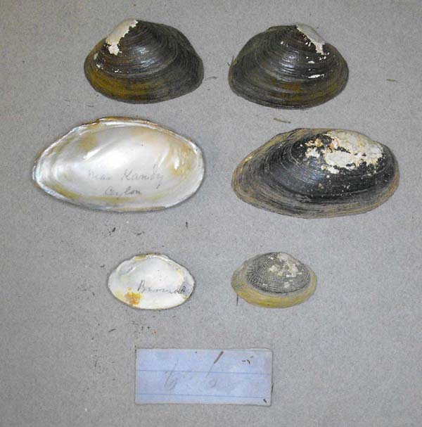 image of lot BMNH_MP_D098