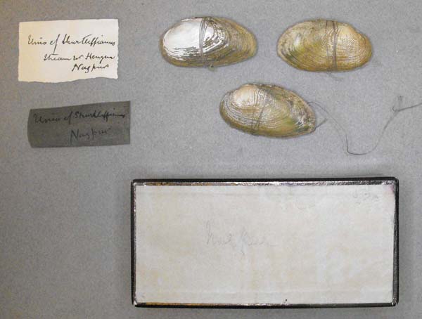 image of lot BMNH_MP_D121