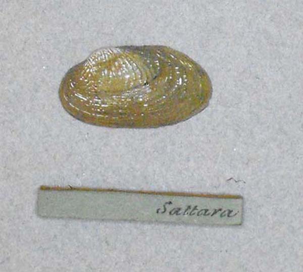 image of lot BMNH_MP_D127