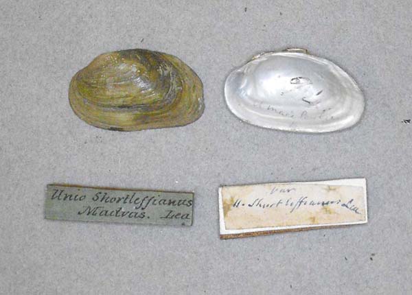 image of lot BMNH_MP_D131