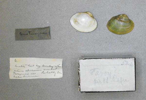 image of lot BMNH_MP_D134