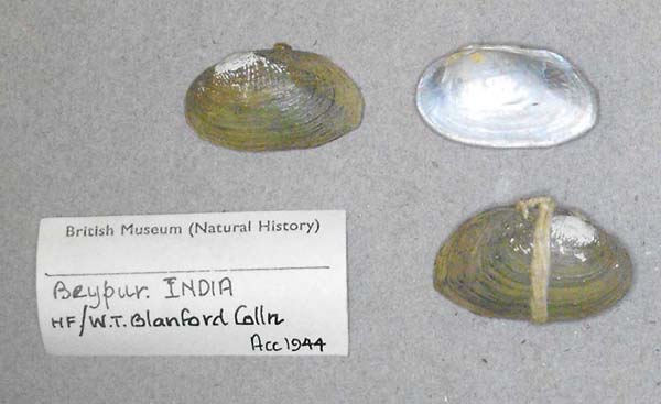 image of lot BMNH_MP_D181