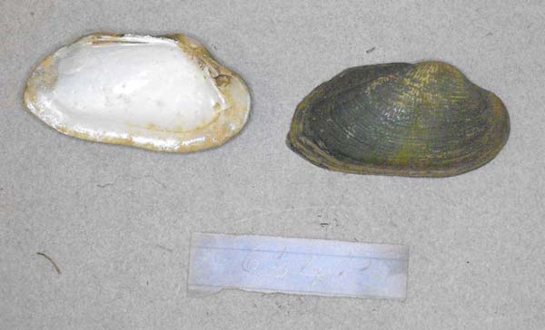 image of lot BMNH_MP_D193