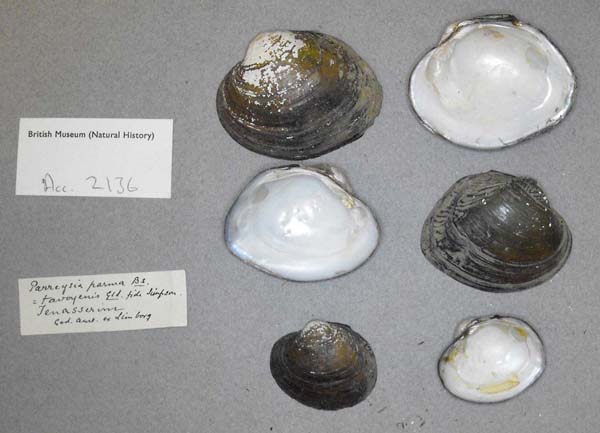 image of lot BMNH_MP_D196